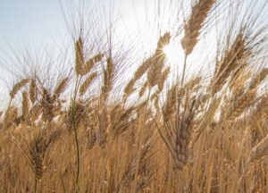 Achat de photo de champs de céréales à Valensole