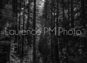 Achat de photo de Stanley Park à Vancouver en noir et blanc