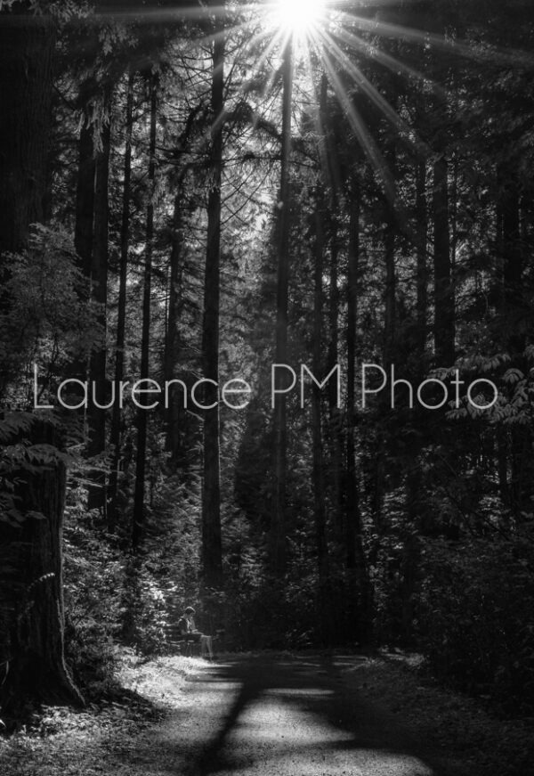 Achat de photo de Stanley Park à Vancouver en noir et blanc